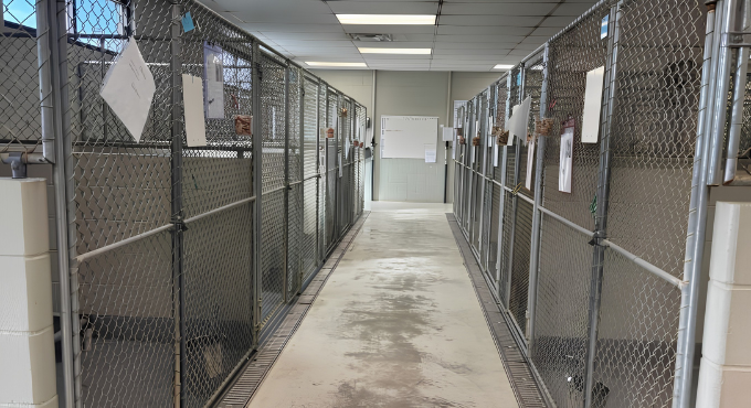 Interior Kennels at the Animal Shelter