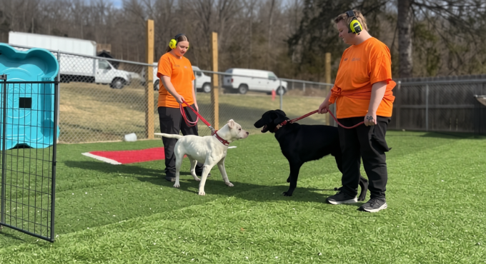 Outside play area for the dogs at the Animal Shelter