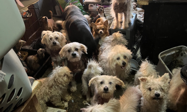 Bethel Animal Cruelty Case